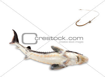 Fished sterlet and old rusty fish hook