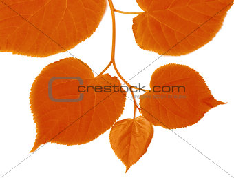 Autumnal linden-tree leafs