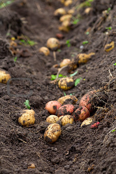 Fresh dug potatoes in the garden in the ground