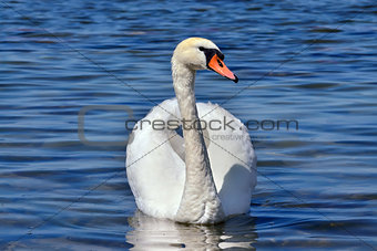 White mute Swan (Cygnus olor)