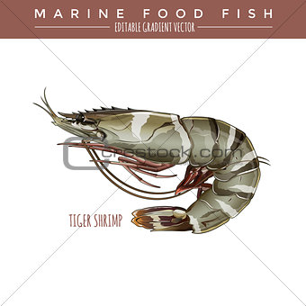 Tigerl Shrimp. Marine Food Fish