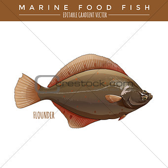 Flounder. Marine Food Fish