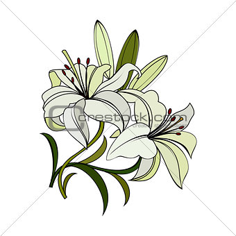 white lilies flowers
