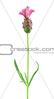 pink lavender flower