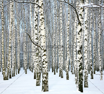 Slender winter birch and blue sky