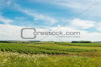 Green field of potatoes