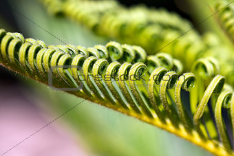 Curly Leaves of Cycas Revoluta