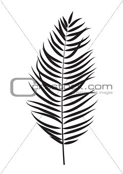 Palm Tree Leaf  Silhouette Isolated on White Background