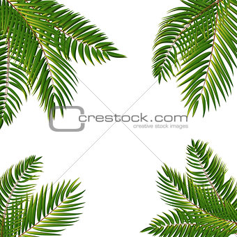 Beautifil Palm Tree Leaf  Silhouette Background Vector Illustrat