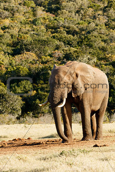 Strike a Pose - African Bush Elephant