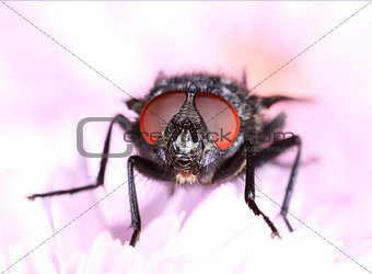 Common housefly face closeup macro