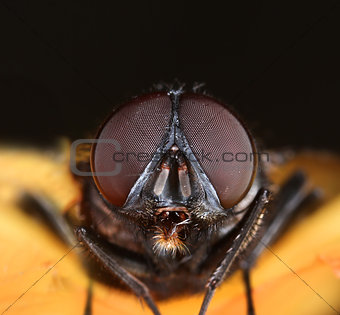 Housefly face macro close-up