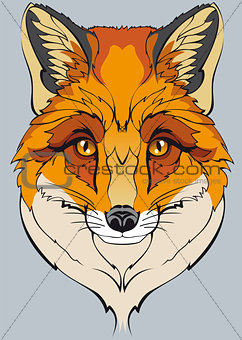 orange wild fox