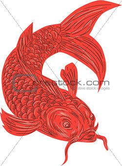 Red Koi Nishikigoi Carp Fish Drawing