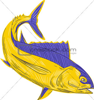Albacore Tuna Fish Drawing
