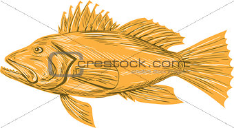 Black Sea Bass Drawing