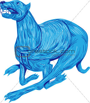 Greyhound Dog Racing Drawing