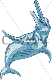 Amazon River Dolphin Drawing