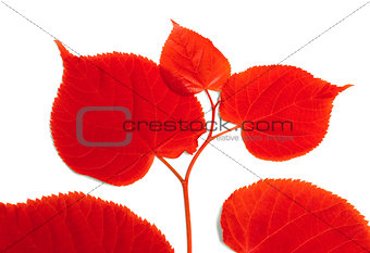 Red sprig of linden-tree