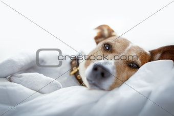 dog in bed
