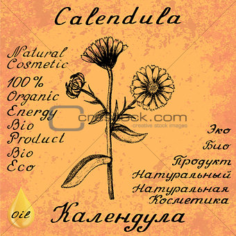 Calendula hand drawn sketch botanical illustration