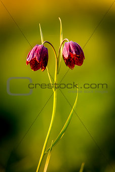 wild violet tulip flowers