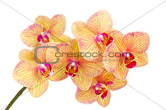 Branch of blossom Phalaenopsis orchid