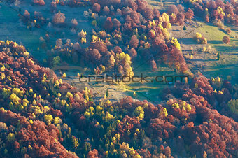 Colorful trees on slope in autumn Carpathian. 