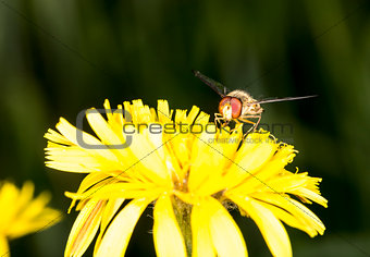 Marmalade Hoverfly on Flower