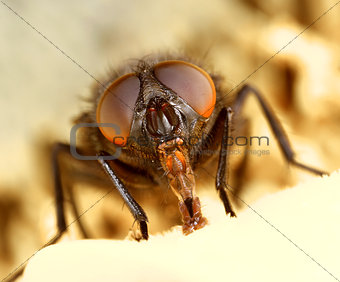 Ugly face of a common housefly