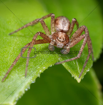 Hairy spider on green leaf