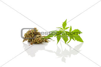 Cannabis foliage isolated on white background. Alternative medic