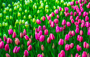 field of tulips. tulips flowers
