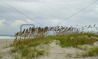 Sea oats and grass on a sandy pathway