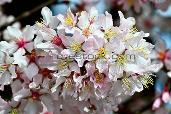 Cherry blossoms, spring background