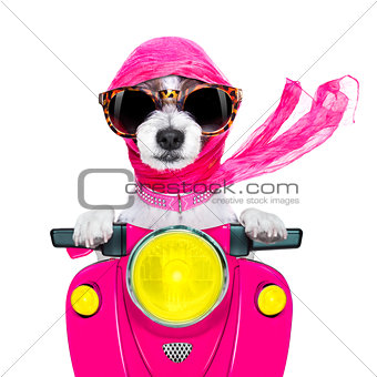 motorcycle  diva dog on summer