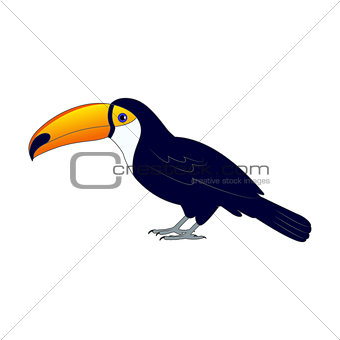 Colorful toucan bird on the ground