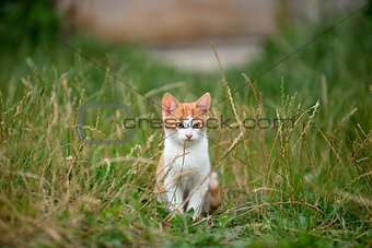 red-haired cat