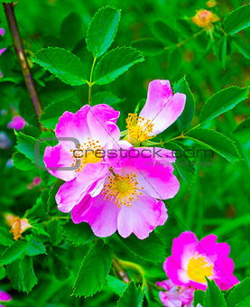 dog-rose. Rosehip. dog rose flower. A branch of a flowering wild