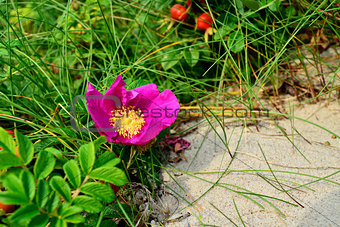 Wild rose growing on a sand dune