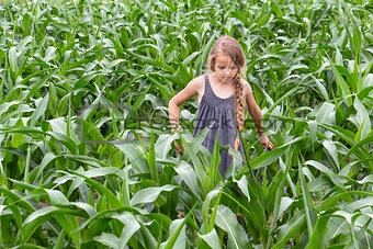 Farmer girl inspecting the growing corn
