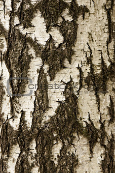 White birch bark texture