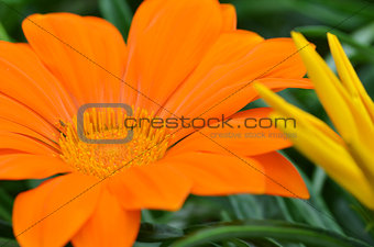 Beautiful orange gazania flower