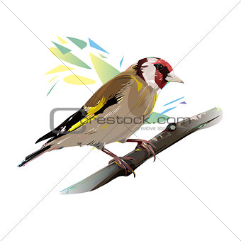 Goldfinch Bird, Vector Illustration