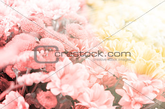 Amazing floral background with sun rays