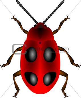 Red beetle on white