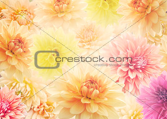 Dahlia Flowers  for Background