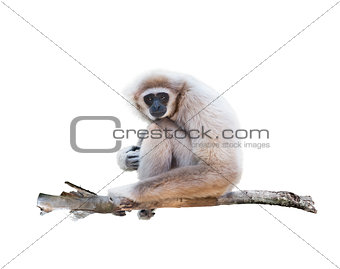  White-handed gibbon isolated in white