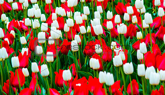 field of tulips. red and white tulips