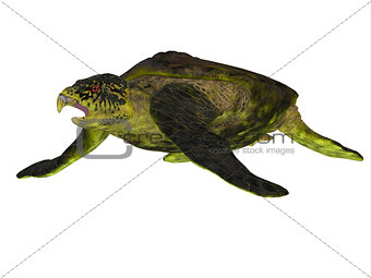 Archelon Turtle Body
